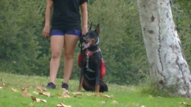 Spotted a Doberman at the Park!! | BGM Vlogs смотреть онлайн