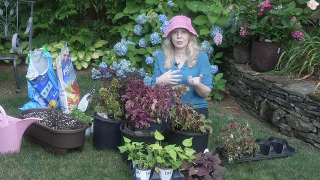 Unique Coleus Planters смотреть онлайн