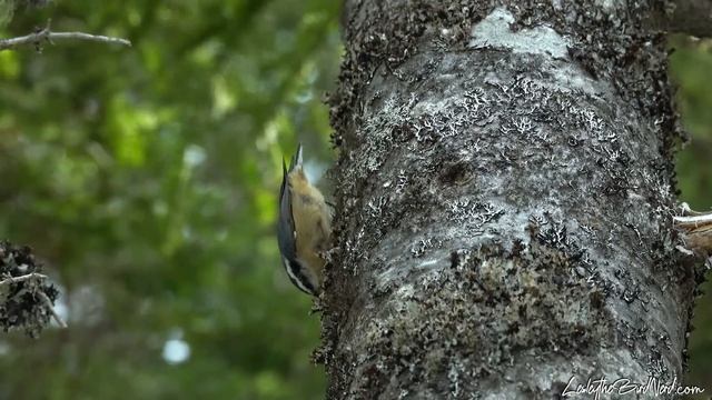The Incredible Things Red-breasted Nuthatches Can Do смотреть онлайн
