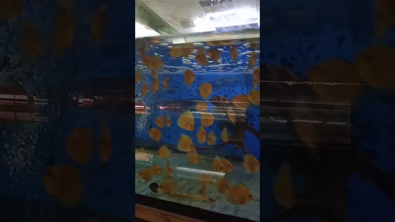 Маленькие Голубые Алмазы переехали в больший объём #aquarium #аквариум #discus #дискусы #shorts смотреть онлайн