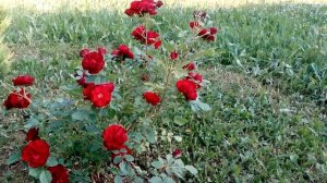 Цветение канадской розы "Хоуп фо Хьюманити"