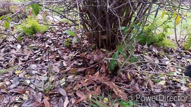 How to Fill your yard with plants for absolutely free. смотреть онлайн