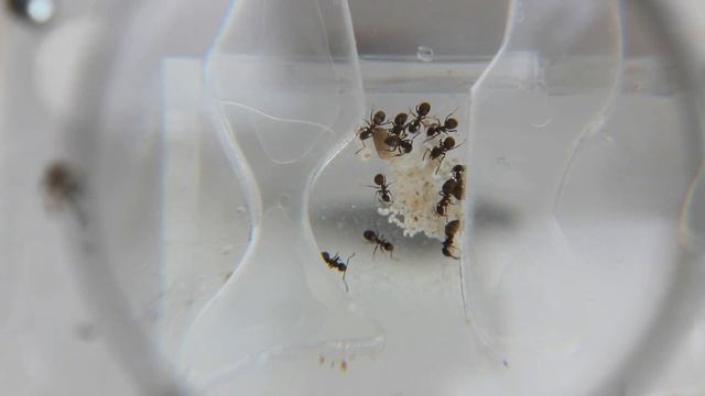 Муравьи Lasius Niger под лупой
