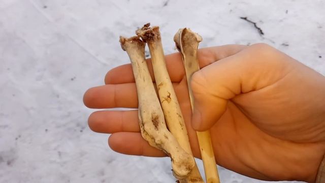 Уродство: Вместо трубчатой кости – губчатая смотреть онлайн