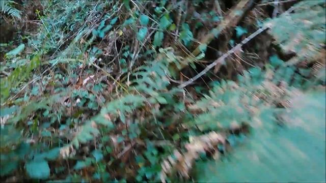 Amanita caesarea 20-08-2019 смотреть онлайн