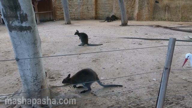 Зооопарк Лимассола / Limassol Zoo смотреть онлайн