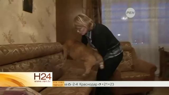 Пончик из Петербурга претендует на звание самого большого кота в мире смотреть онлайн