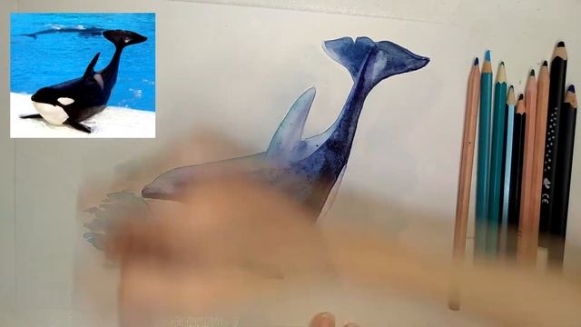 Как нарисовать КОСАТКУ | Рисуем косатку акварелью и цветными карандашами #рисуемкосатку #касатка смотреть онлайн