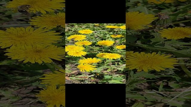 Лечим артрозы,хандрозы! смотреть онлайн