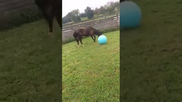 My horse spooks at a ball смотреть онлайн