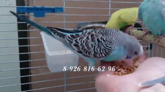 голубой попугайчик смотреть онлайн