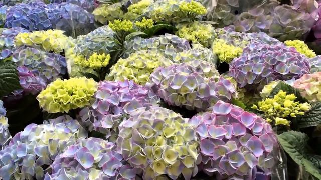 Hydrangea смотреть онлайн