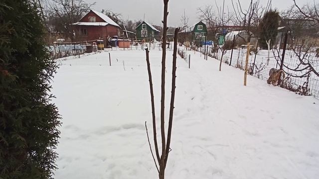 Как правильно формировать крону на карликовых и колоновидных деревьях. Груша, слива, яблоня. ИМХО. смотреть онлайн