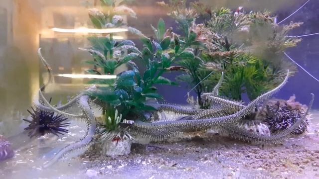 Магазин Морских аквариумов в центре города Краснодар смотреть онлайн