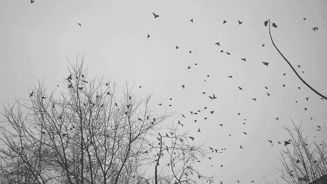 Стихотворение И.Уткина "Мальчишку шлёпнули в Иркутске..." #стихиовойне #поэты20века смотреть онлайн