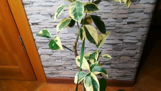 Апельсин вариегатная Валенсия смотреть онлайн