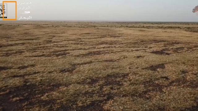 الحيوانات الاكثر فتكا فى افريقيا 5.. معارك فتاكة فى ارض اخطر الحيوانات المفترسة смотреть онлайн