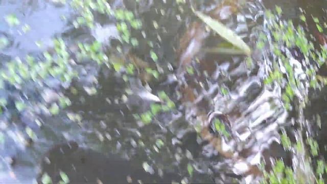 Часть 3. В моём пруду развёлся 