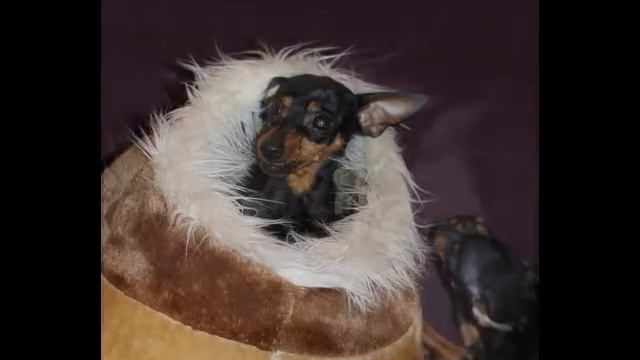 Цвергпинчер. Питомник GALIVAS. смотреть онлайн