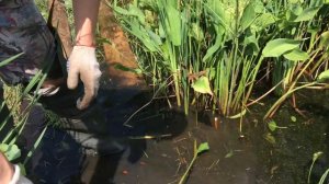 как очистить пруд от камыша своими силами