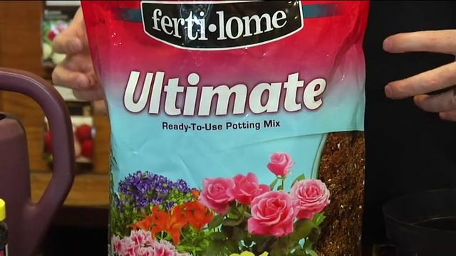 Planting Amaryllis bulbs - Anderson's Seed & Garden смотреть онлайн