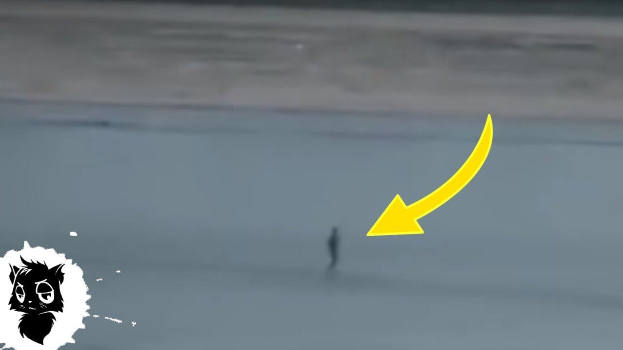 5 ЧУДЕС СНЯТЫХ НА КАМЕРУ [Черный кот] смотреть онлайн