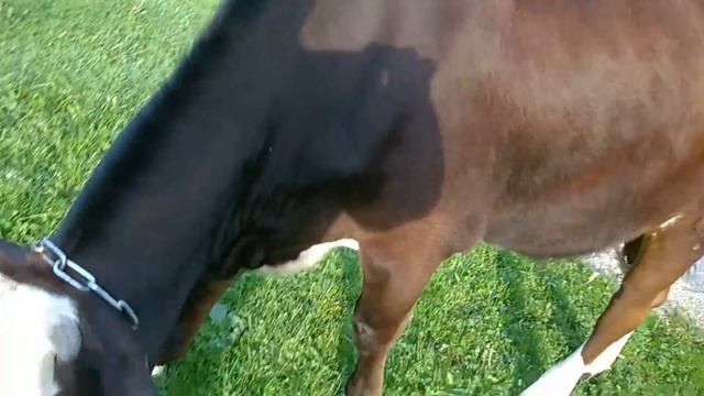 Как посадить индейку на яйцо смотреть онлайн