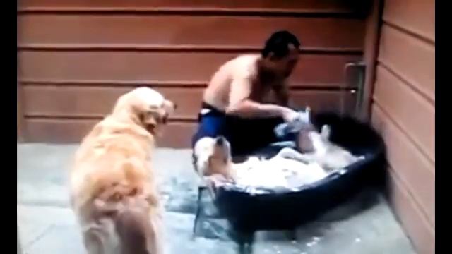 Собака любит мыться смотреть онлайн