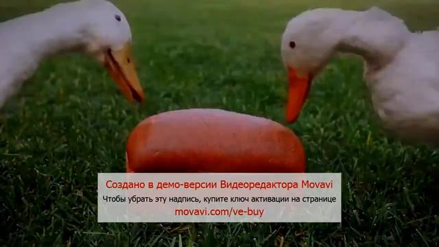 Спанч боб Ты чё такая дерзкая? А? смотреть онлайн