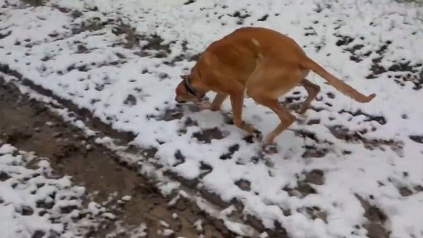 Венгерский агар (Венгерская борзая, мадьяр-агар, венгерский грейхаунд) / Hungarian Greyhound