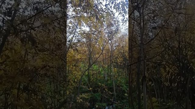 КАК ОЧИСТИТЬ КРОВЬ ОТ ТАКСИНОВ. смотреть онлайн