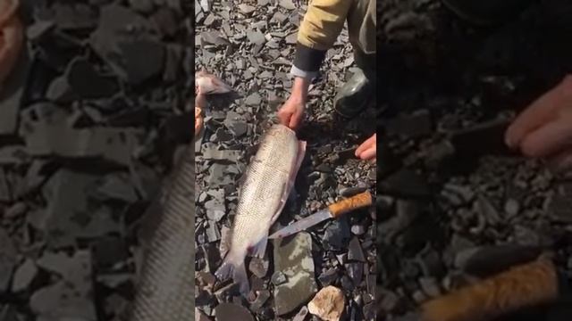 Готовим с умом и вкусом