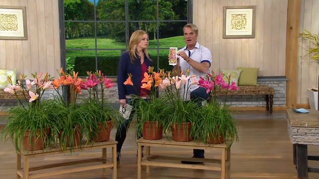 Cottage Farms 6-pc. Fragrant Re-blooming Daylily Collection on QVC смотреть онлайн