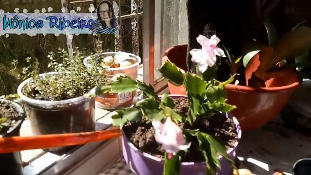 Plantando flor de maio смотреть онлайн