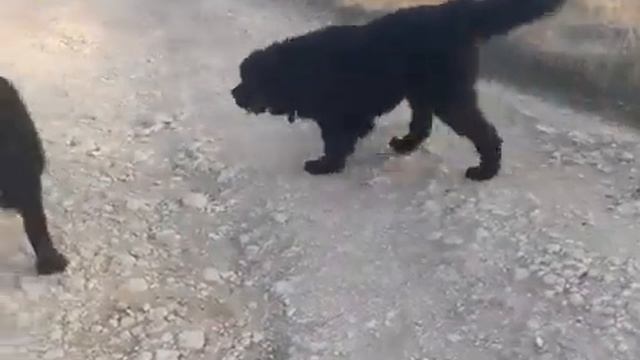 Ньюфаундленды.Собачий роман. Любовь Двух Ньюфов. Newfoundland. Два Водолаза, лучше одного. смотреть онлайн