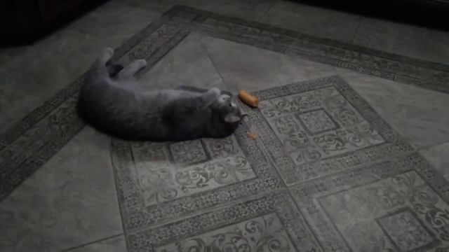 Шокирующее видео! Как кошки реагируют на морковь! смотреть онлайн