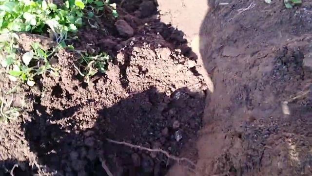 Как пересадить куст винограда осенью. смотреть онлайн