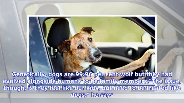 For my next trick: top animal trainer aims to stop dog attacks смотреть онлайн