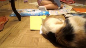 Ужас !!! Кошка нападает на ребенка....