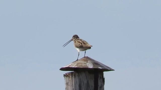 Бекас и его голос смотреть онлайн