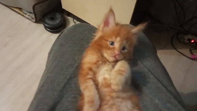 Котёнок мейн кун, 1 месяц, красный мрамор😼🦁🐱 смотреть онлайн