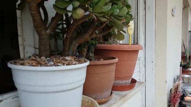 Repotting My Crassula Ovata, Mammillaria Elongata And Kalanchoe Luciae