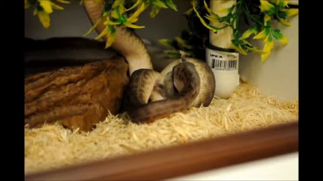 Childrens Python feeding live 15/04/2012 - 2 смотреть онлайн