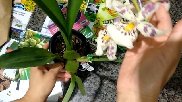PRESENTE QUE A FORTH JARDIM ME ENVIOU (VÍDEO SEM EDIÇÃO) смотреть онлайн