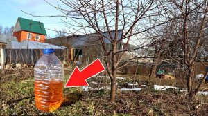 После зимы в марте- апреле обдайте этим сливу и вишню от всех вредителей и болезней! Слива и вишня.