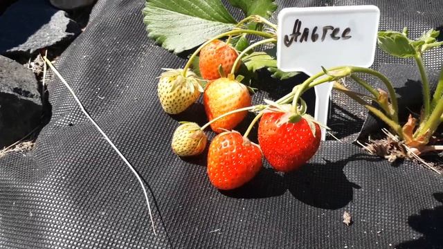 Альтес (ремонтант) клубника, описание сорта( Голландский сорт) смотреть онлайн