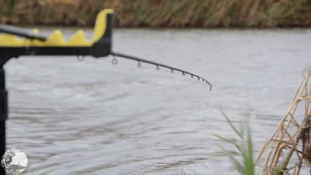 Поклёвки карпа, а так же подборка поклёвок на фидер.Поклёвка на фидер.