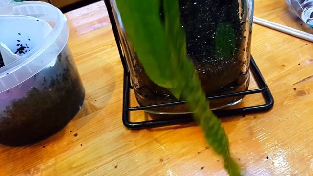 Аквариум в бутылке смотреть онлайн