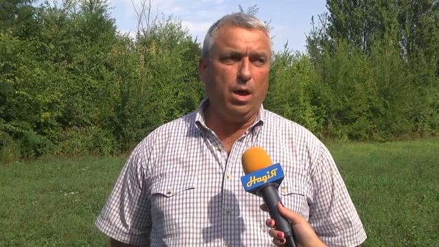 Осторожно! Начинает цвести амброзия