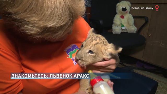 Наследник Цезаря: полуторамесячного львенка в зоопарке впервые показали ростовчанам смотреть онлайн